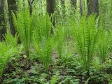 Matteuccia struthiopteris. Группа вегетирующих растений. Ульяновская обл, г. Димитровград, промзона, пойма р. Мал. Ерыкла, переходящий в заболоченный ольшаник широколиственно-осиновый лес, просека. 04.05.2023.