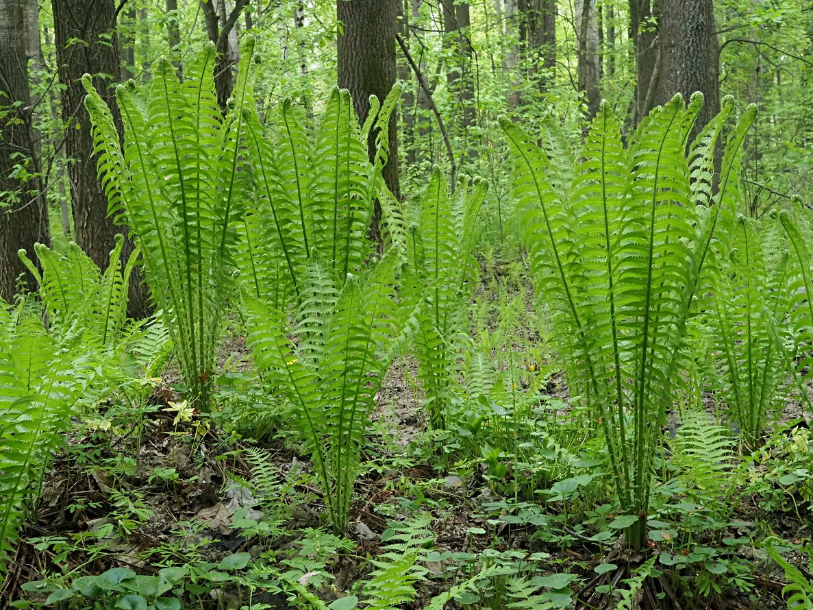 Изображение особи Matteuccia struthiopteris.