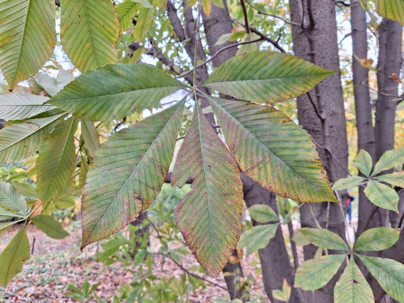 Изображение особи Aesculus flava.