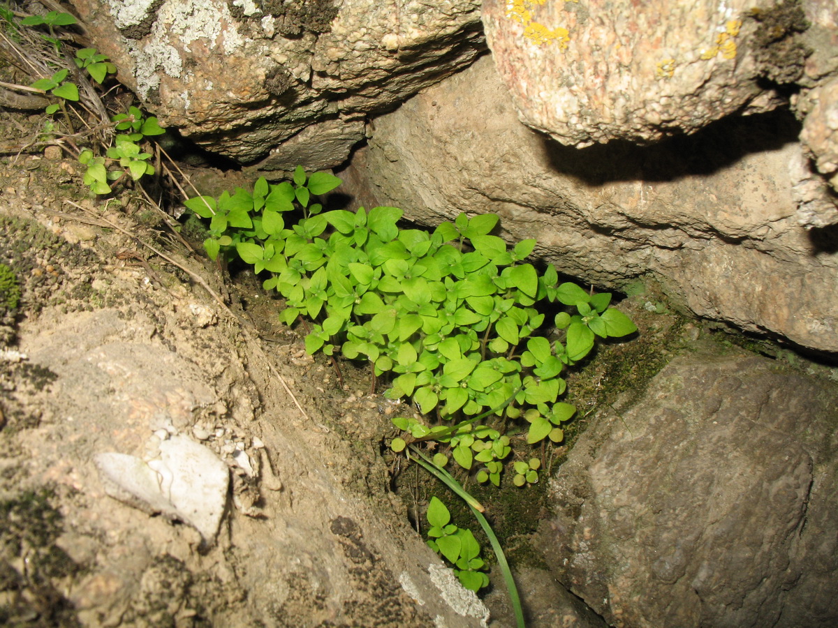 Изображение особи Parietaria micrantha.