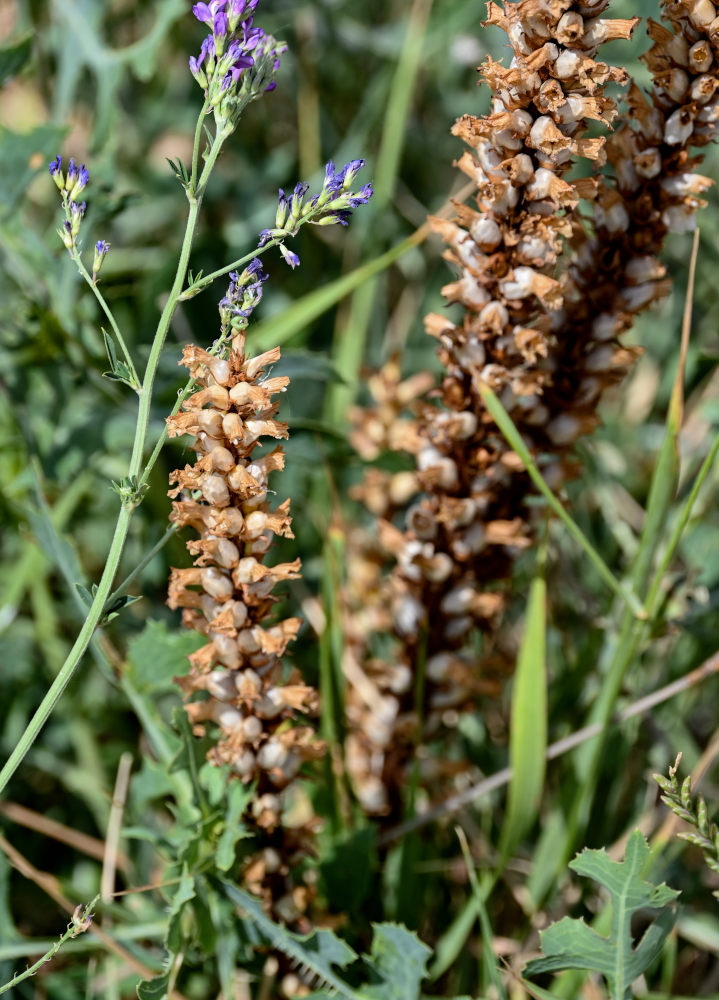 Image of Orobanche grenieri specimen.