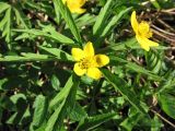 Смотреть изображение Anemone ranunculoides