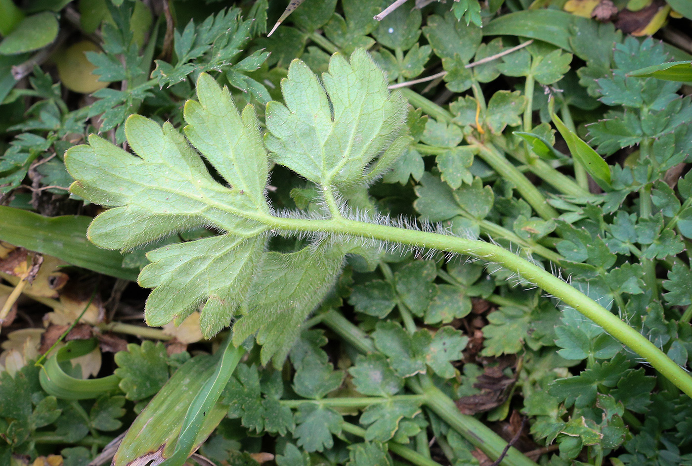 Image of Ranunculus aleae specimen.