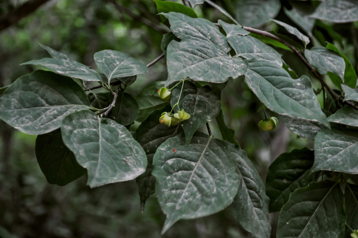 Изображение особи Euonymus maximowiczianus.