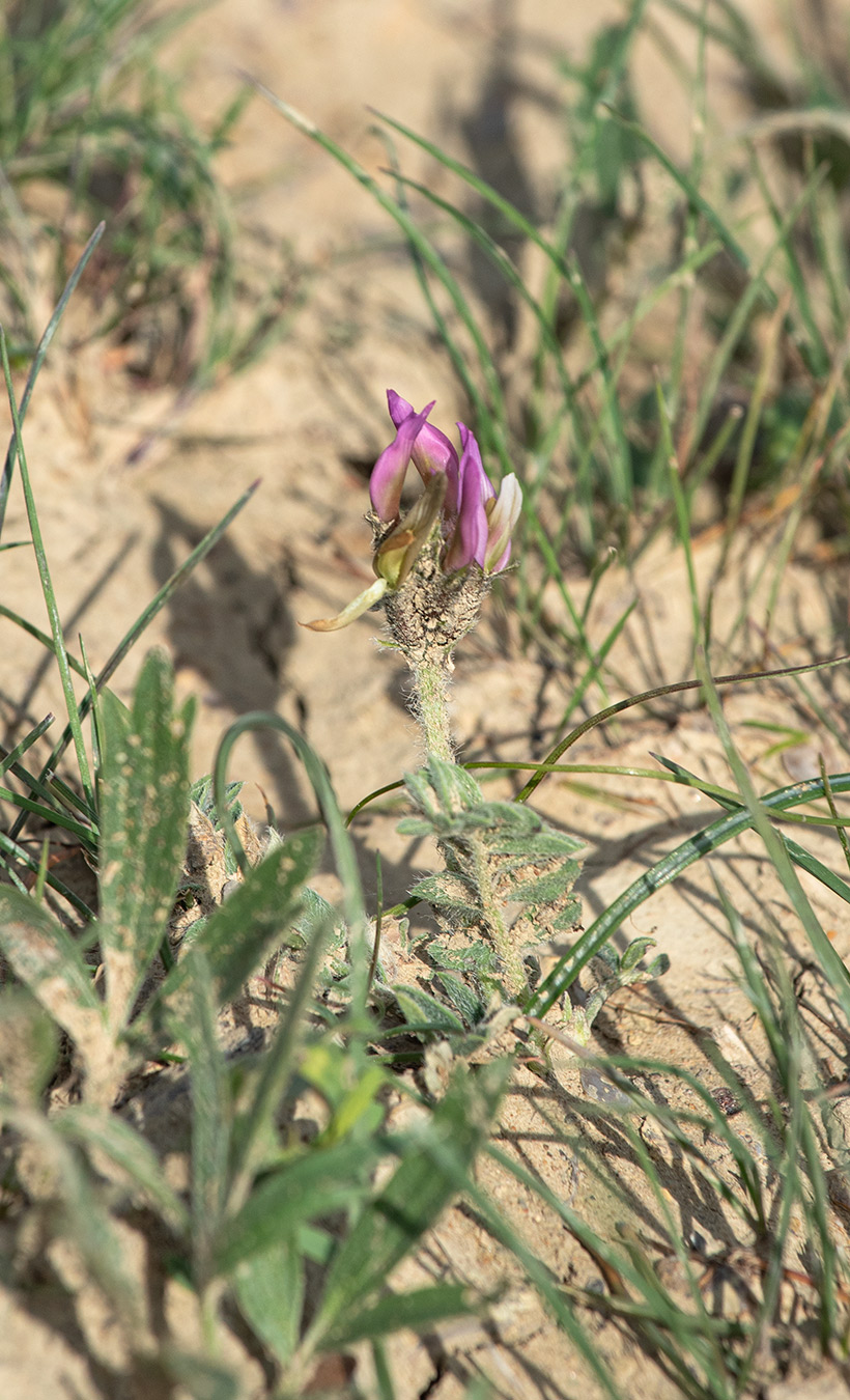 Изображение особи Astragalus kelleri.