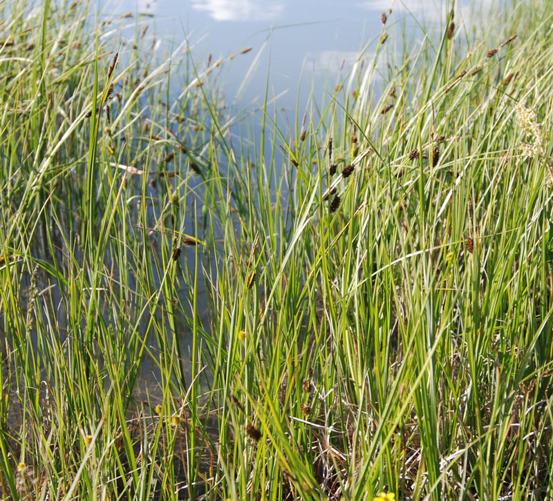 Image of genus Carex specimen.