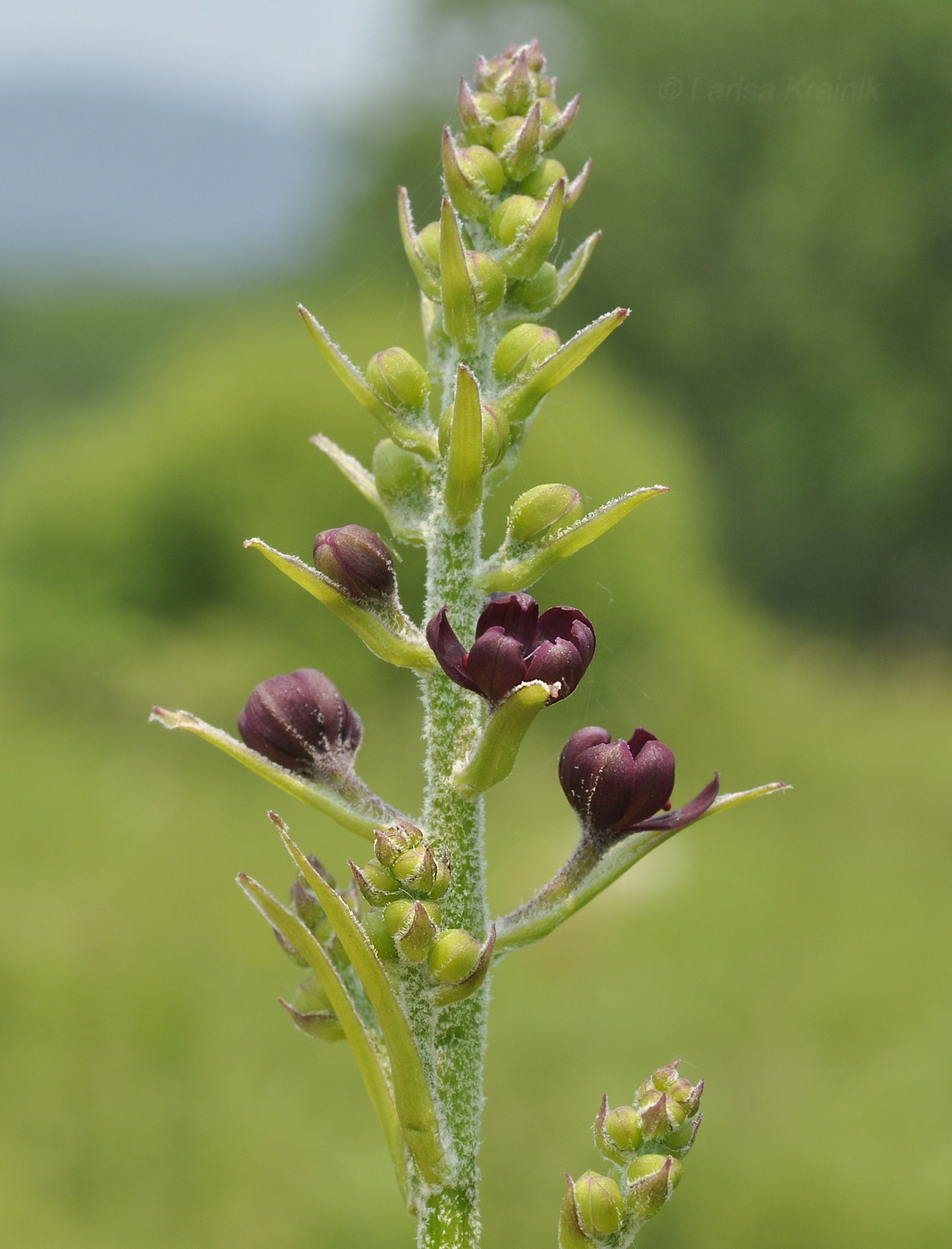 Image of Veratrum maackii specimen.