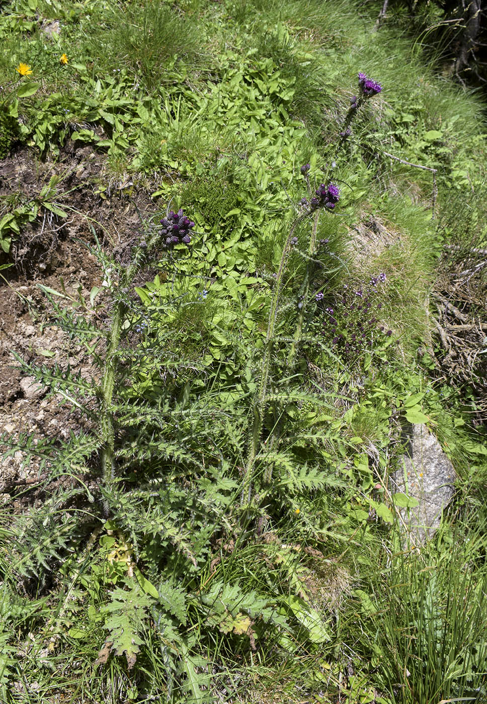 Изображение особи Cirsium palustre.