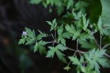 Geranium sibiricum. Побег с цветком и плодами. Тульская обл., Куркинский р-н, Бегичевский лес, опушка леса. 29 июля 2024 г.