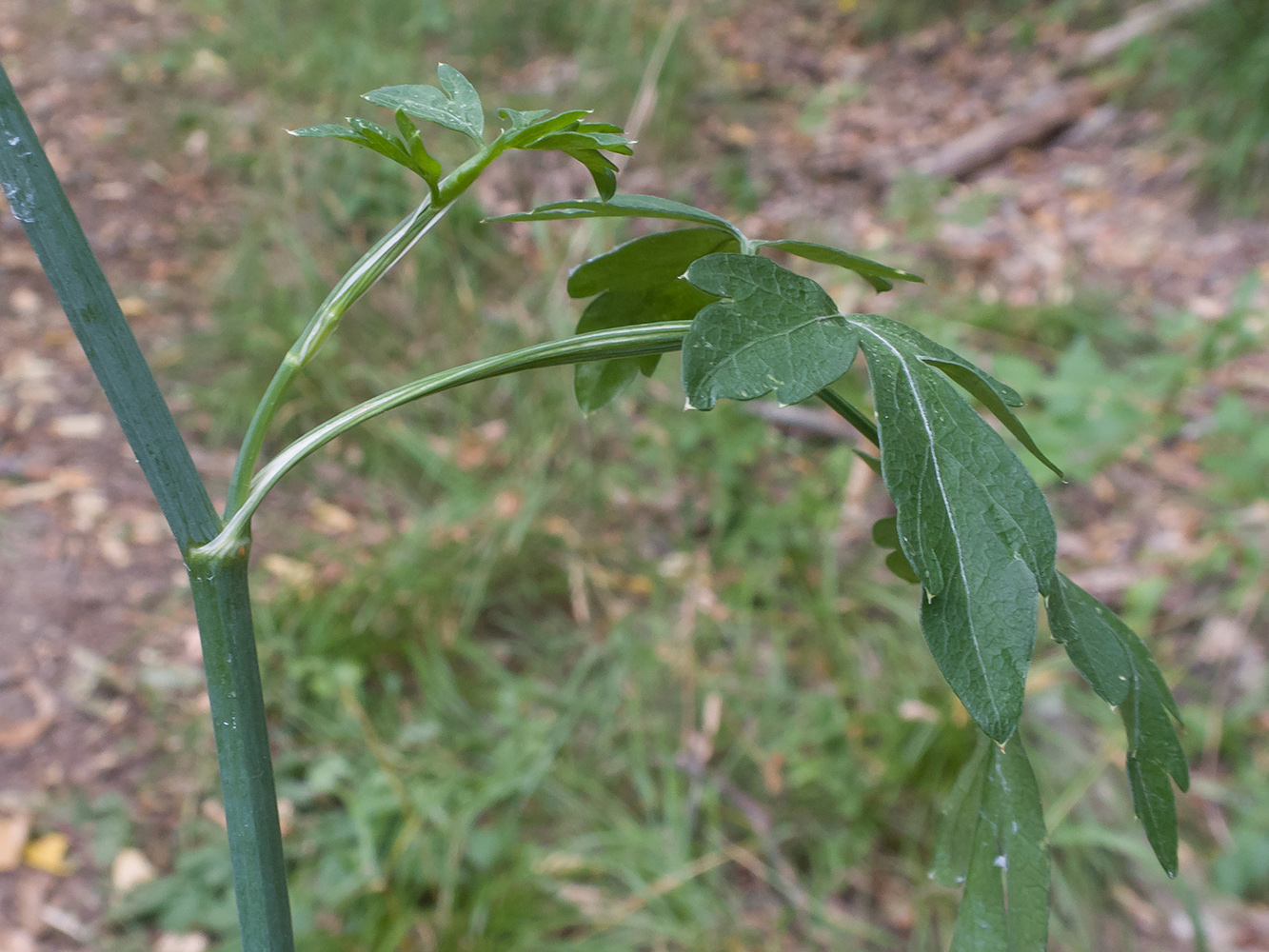 Image of Cervaria caucasica specimen.