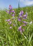 Polygala major. Верхушки побегов с соцветиями. Карачаево-Черкесия, Зеленчукский р-н, гора Джисса, ≈ 1500 м н.у.м., субальпийский луг. 14.06.2024.