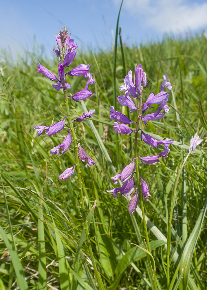 Изображение особи Polygala major.