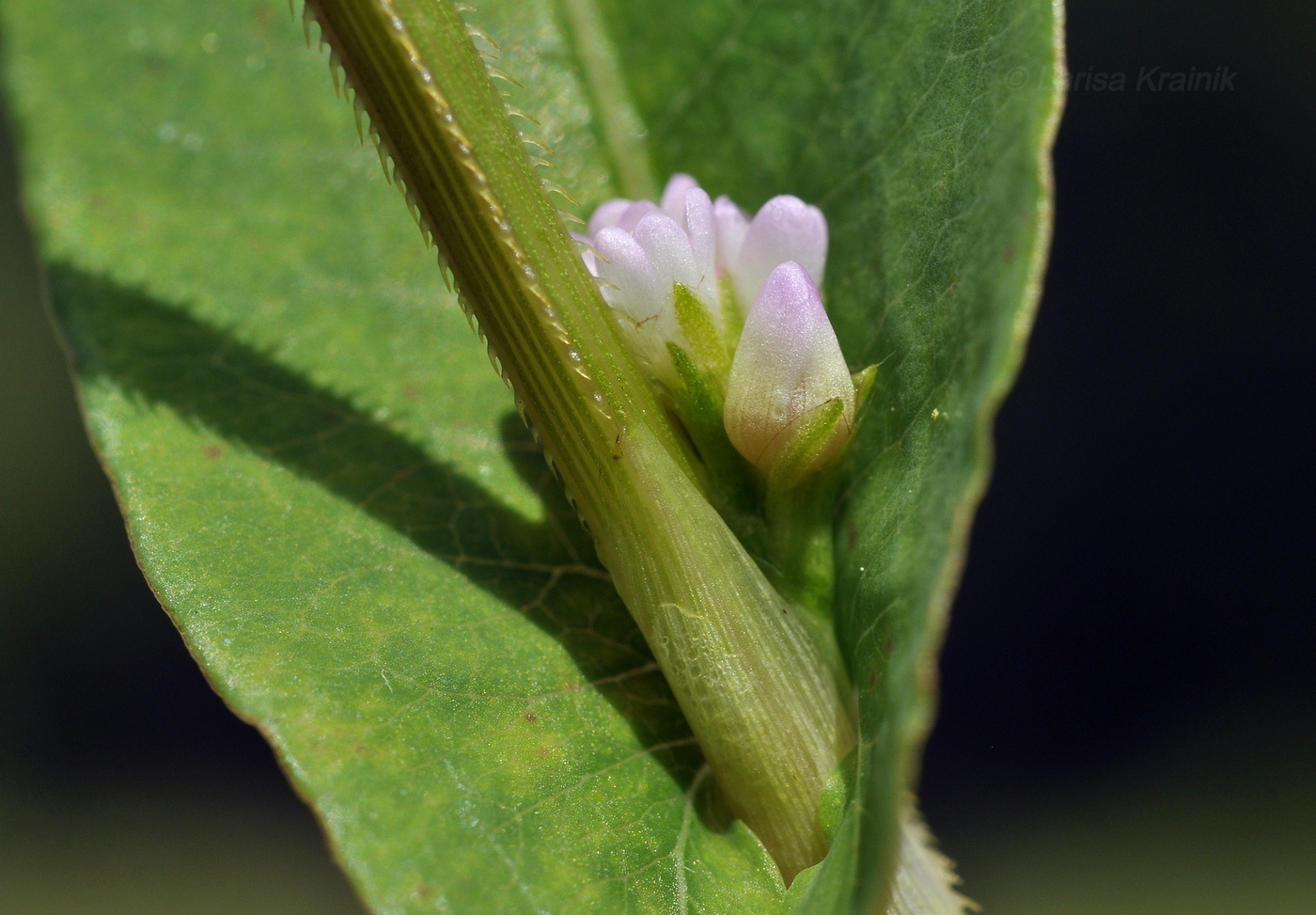 Image of Truellum thunbergii specimen.