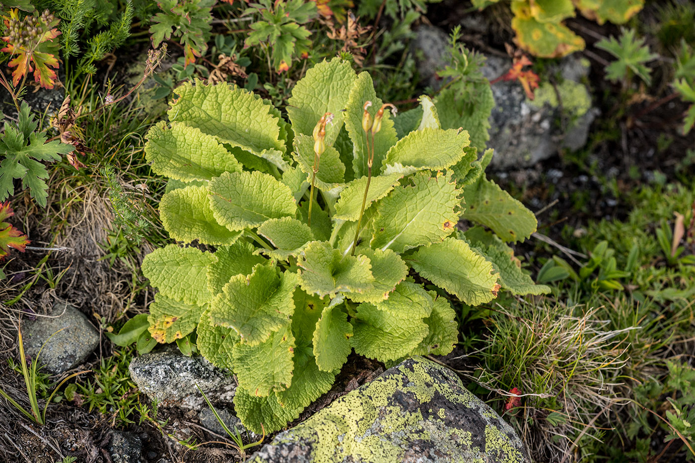 Image of Primula amoena specimen.