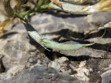 Astragalus bossuensis