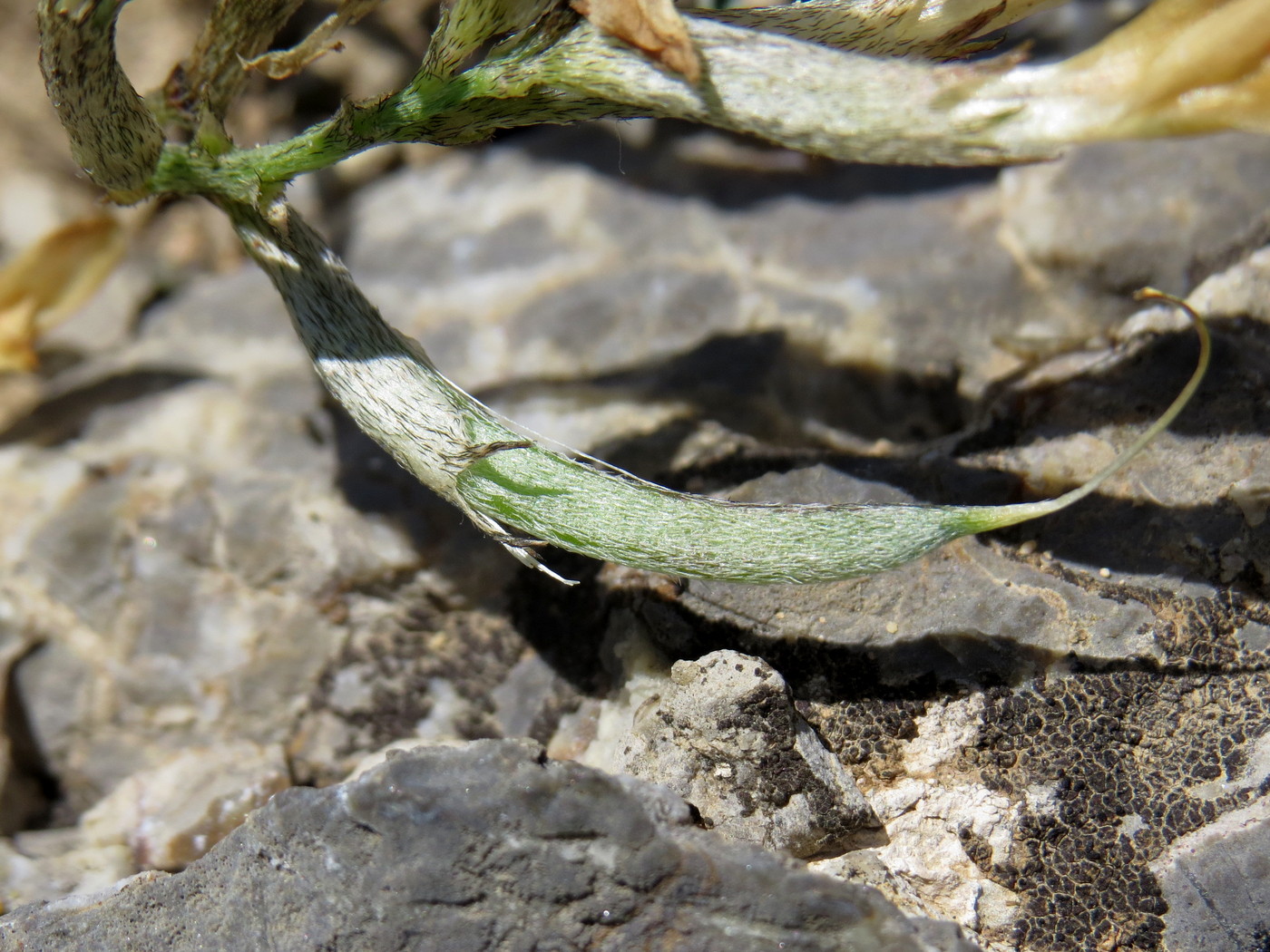 Изображение особи Astragalus bossuensis.