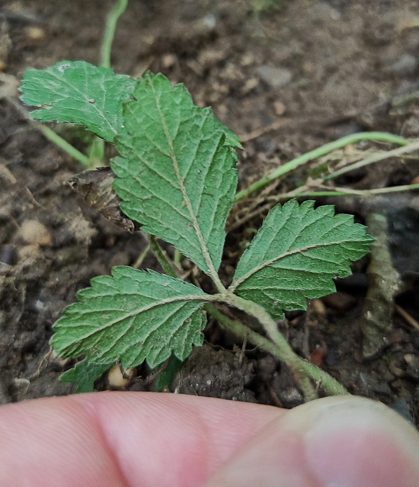 Изображение особи Duchesnea indica.