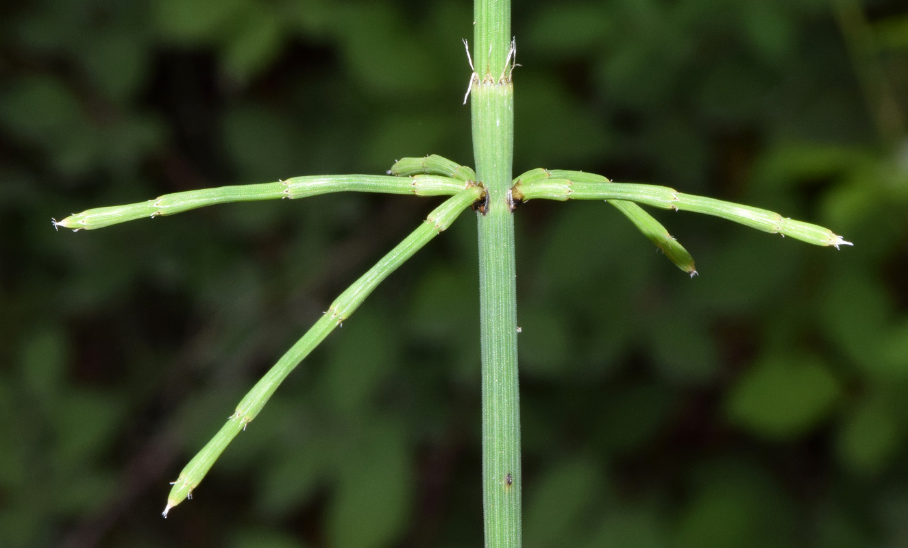 Image of Equisetum ramosissimum specimen.