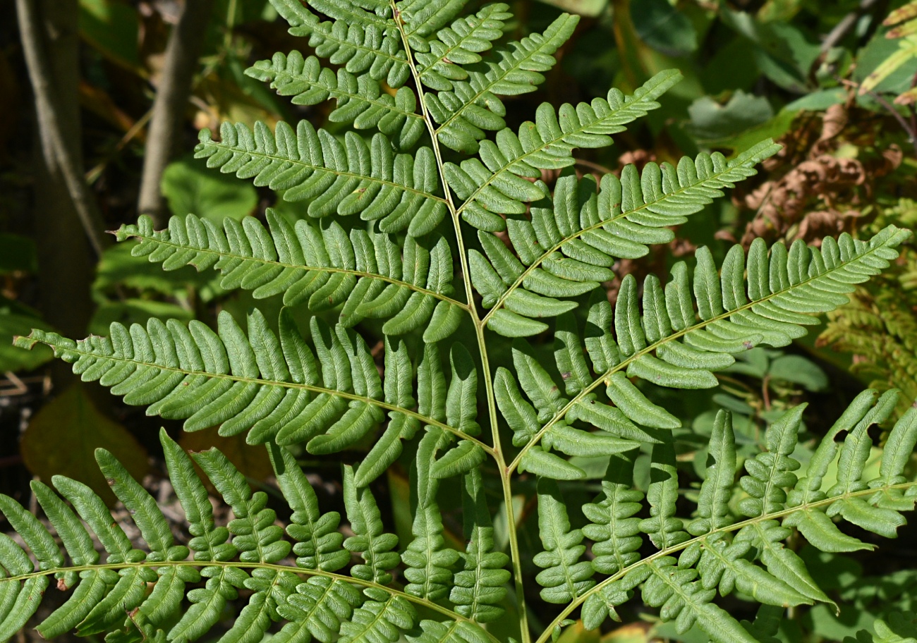 Image of genus Pteridium specimen.