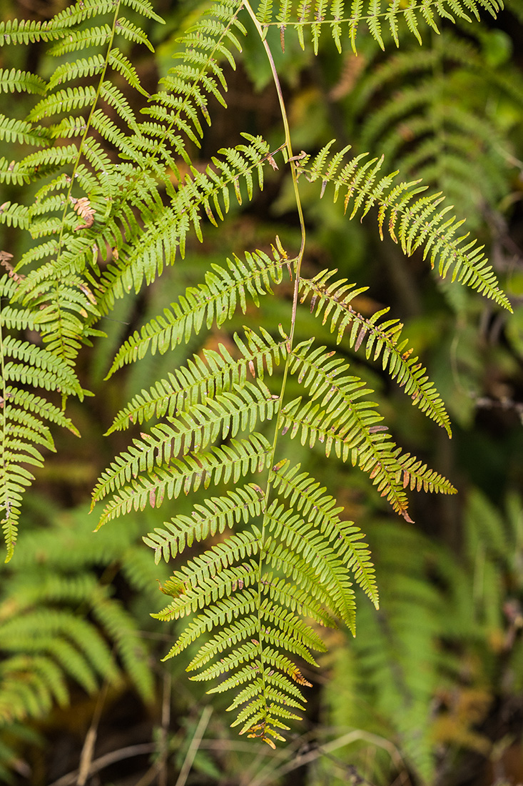 Image of genus Pteridium specimen.