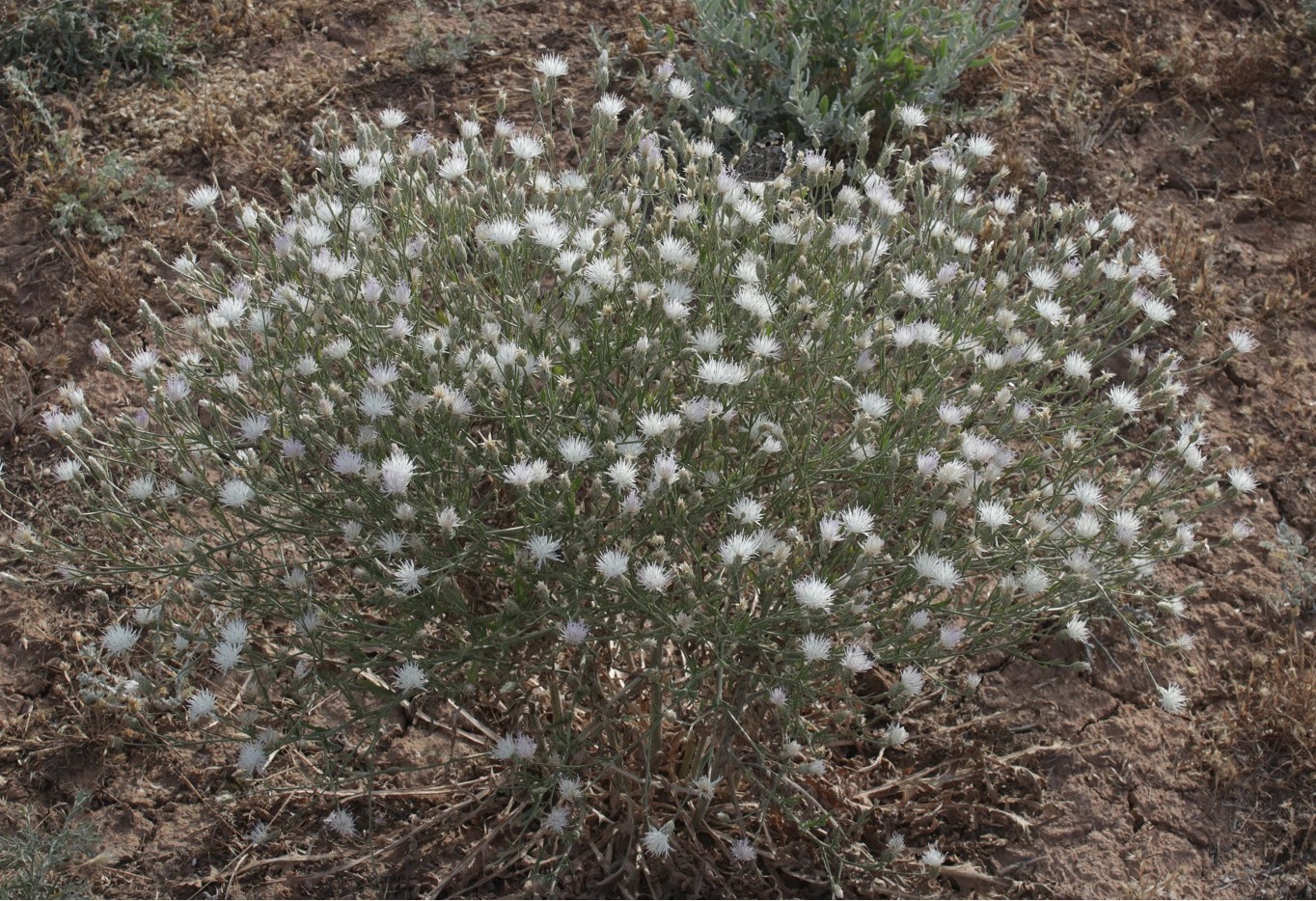 Изображение особи Klasea erucifolia.