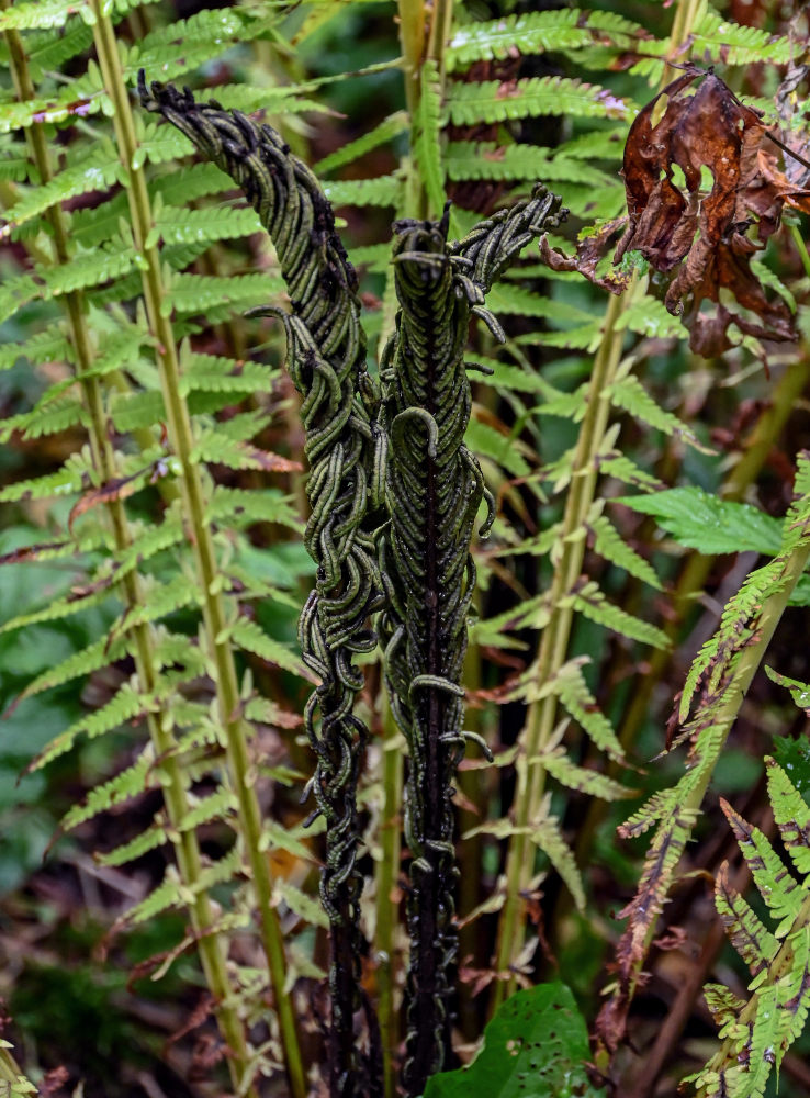 Image of Matteuccia struthiopteris specimen.