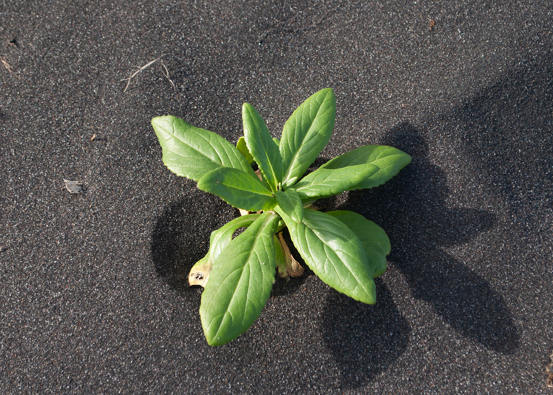 Image of Senecio pseudoarnica specimen.