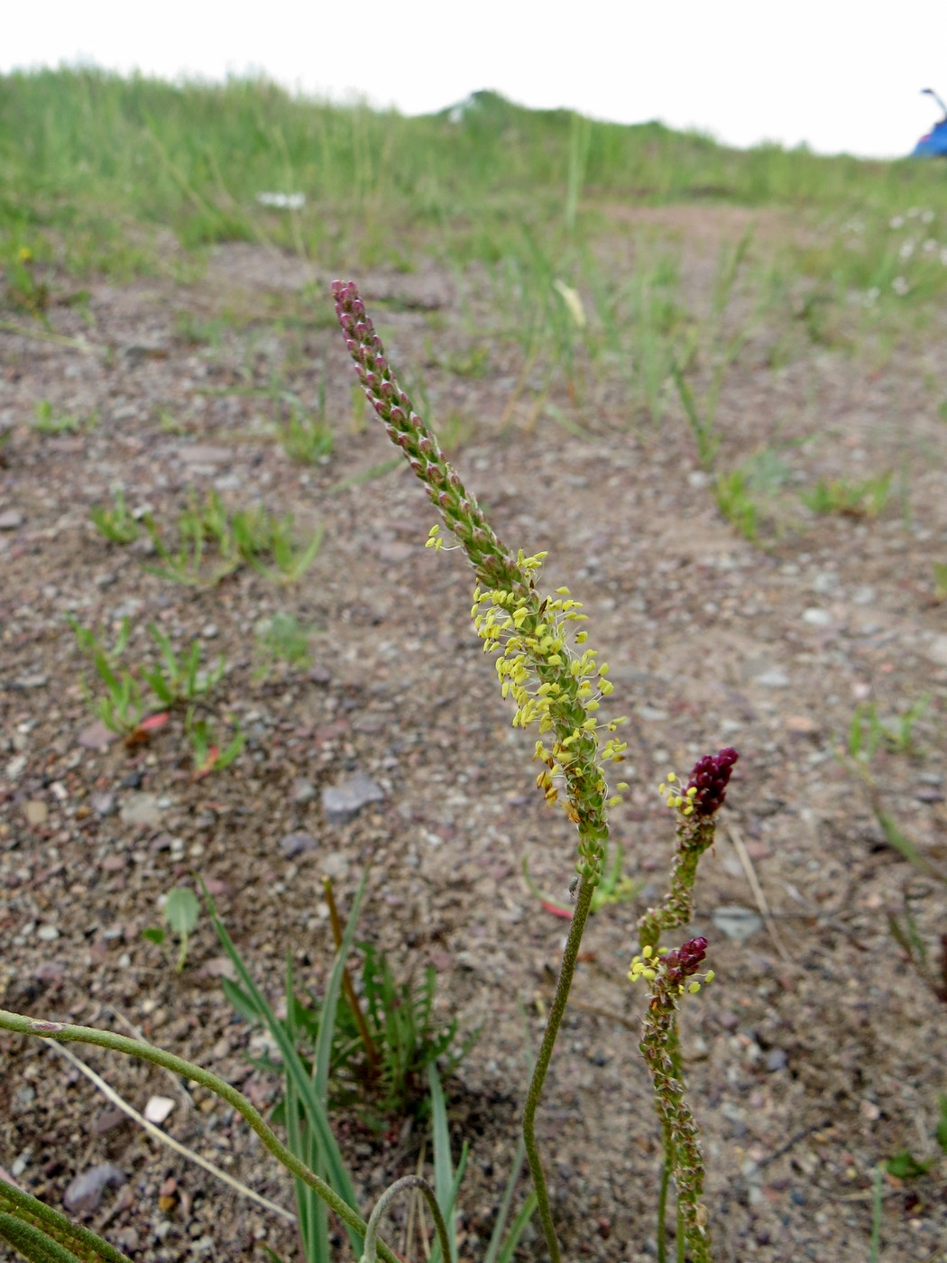 Image of Plantago salsa specimen.