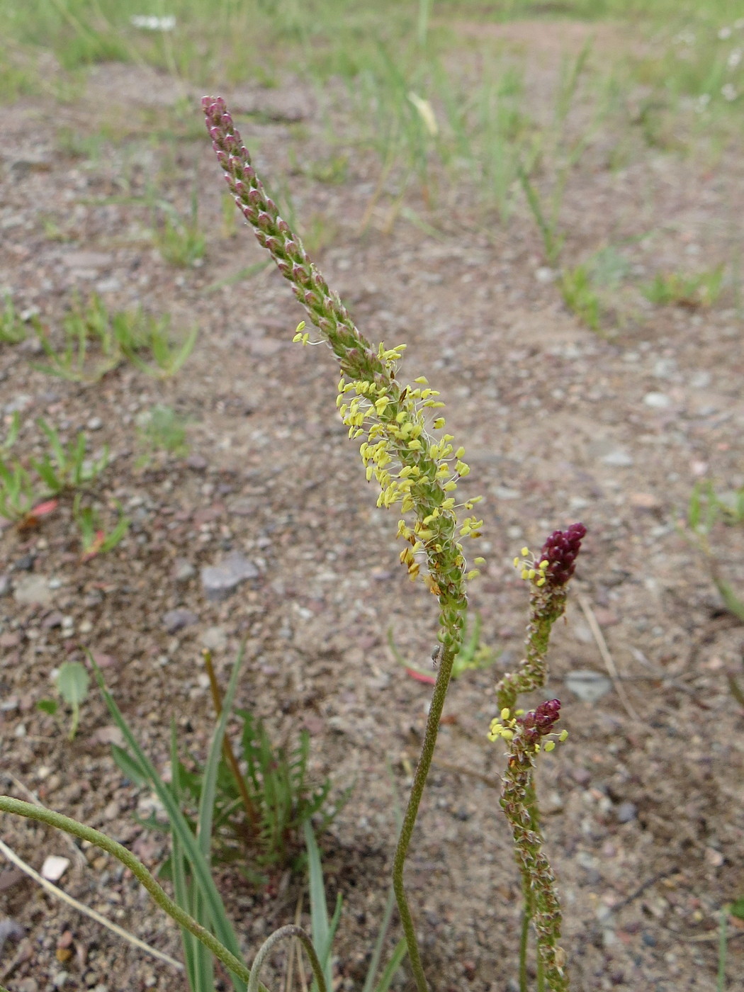 Image of Plantago salsa specimen.