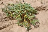 Смотреть изображение Malva neglecta