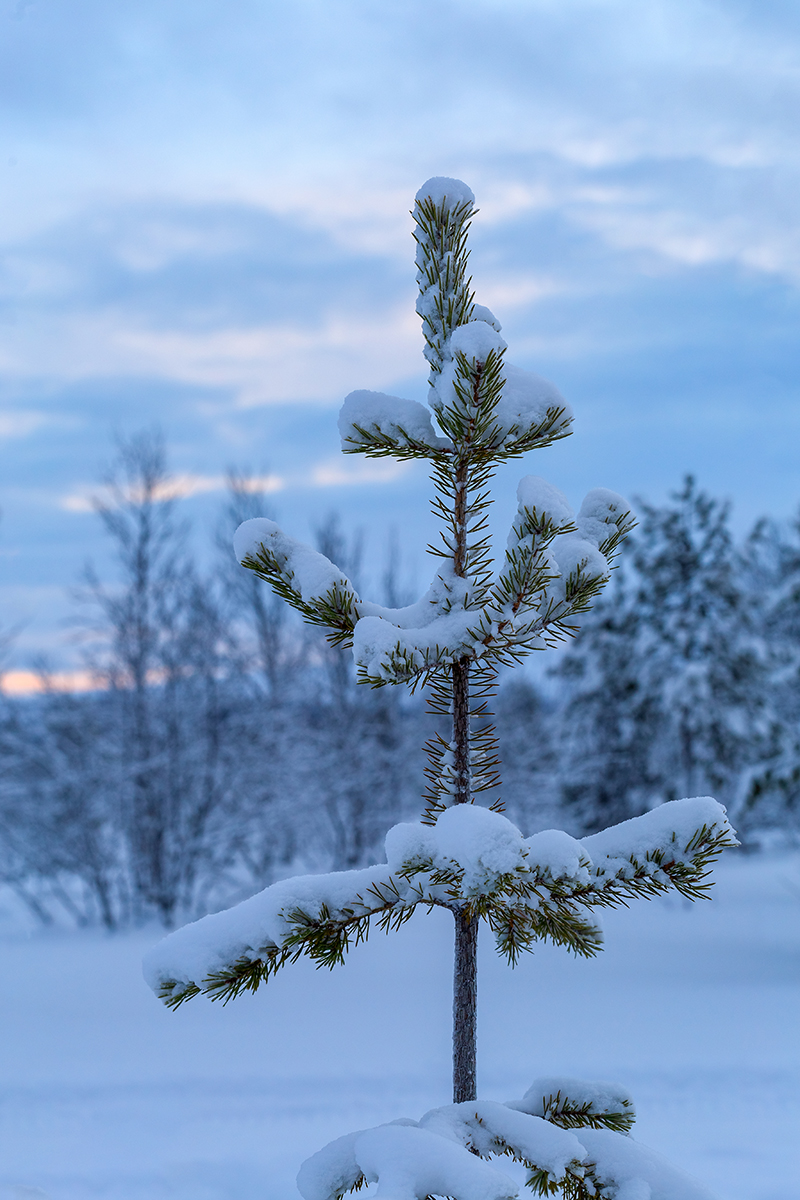 Image of Pinus friesiana specimen.