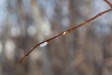 Salix phylicifolia