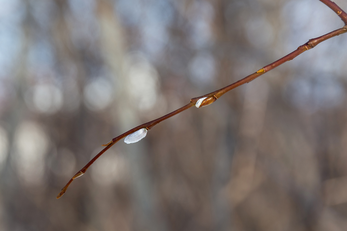 Image of Salix phylicifolia specimen.