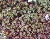 Polytrichum juniperinum