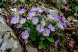 Primula vulgaris