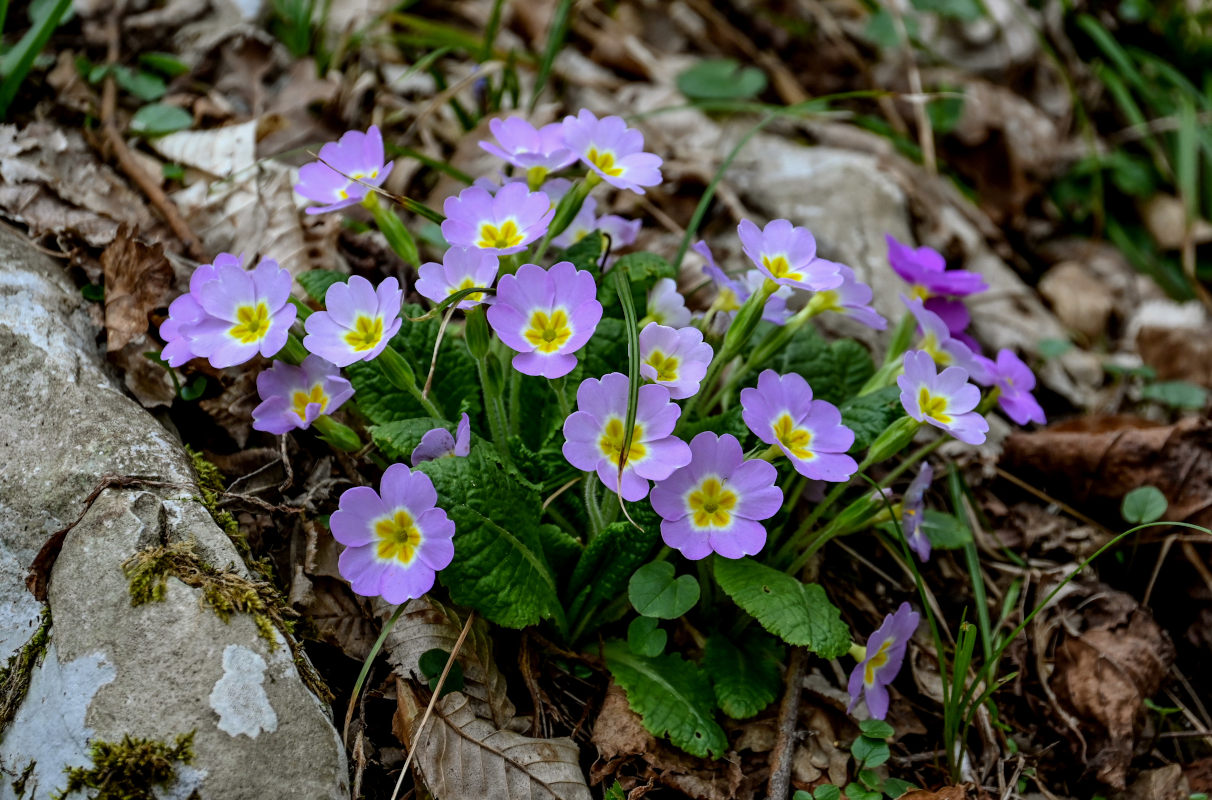 Изображение особи Primula vulgaris.