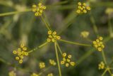 View full-size image Prangos odontalgica