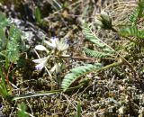 View full-size image Astragalus alpinus
