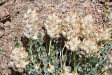 View full-size image Astragalus ellipsoideus