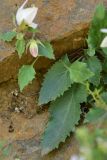 View full-size image Campanula armena