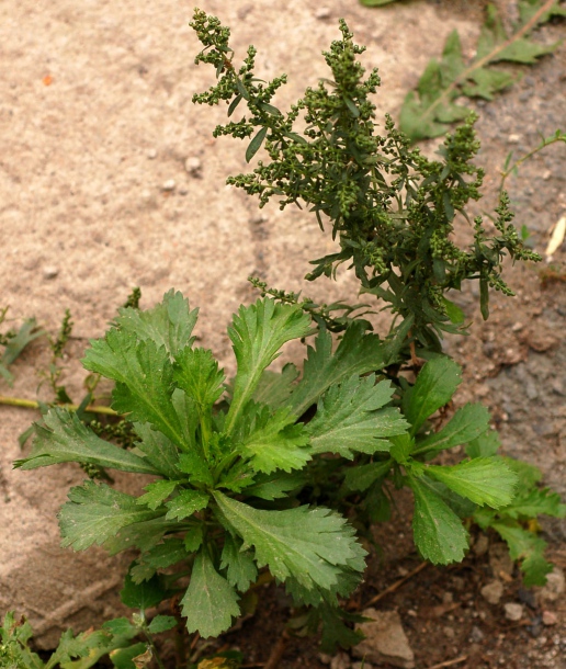 Image of Artemisia japonica specimen.