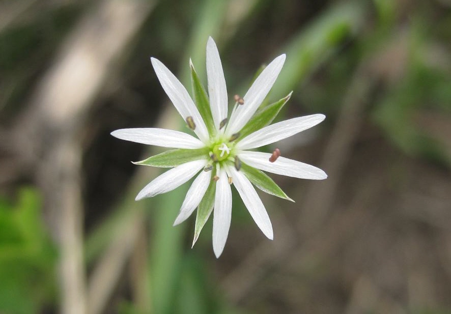 Image of Stellaria graminea specimen.