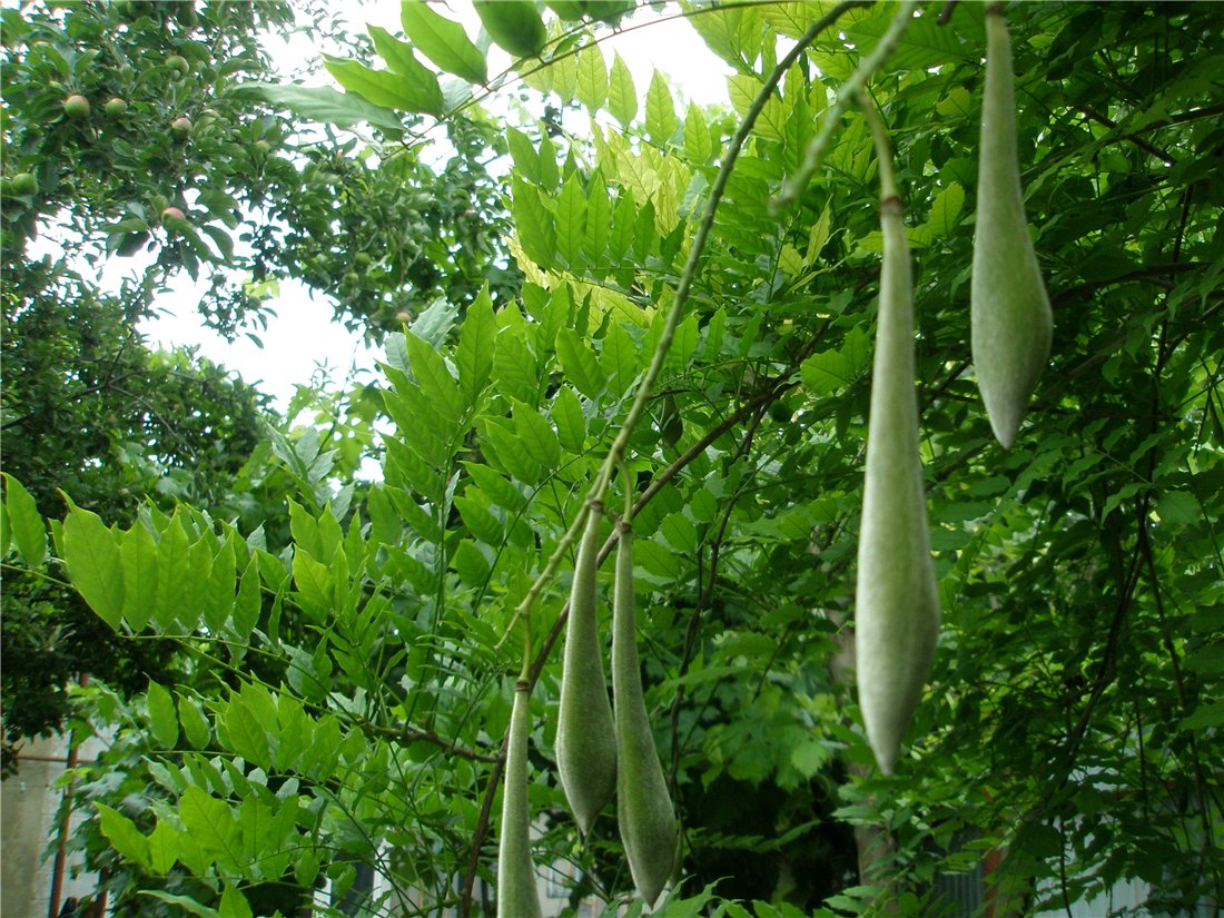 Image of Wisteria sinensis specimen.