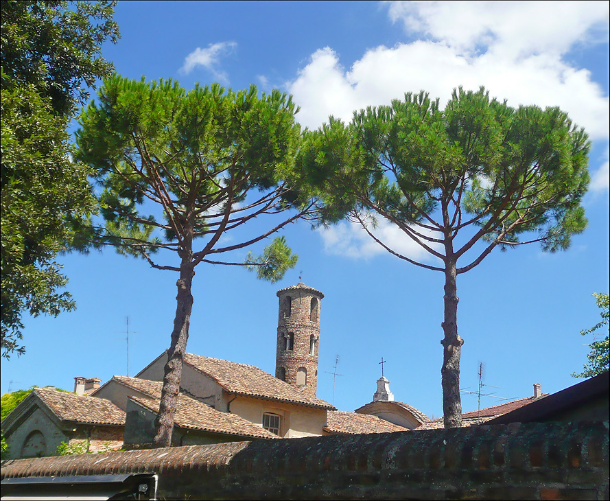 Image of Pinus pinea specimen.