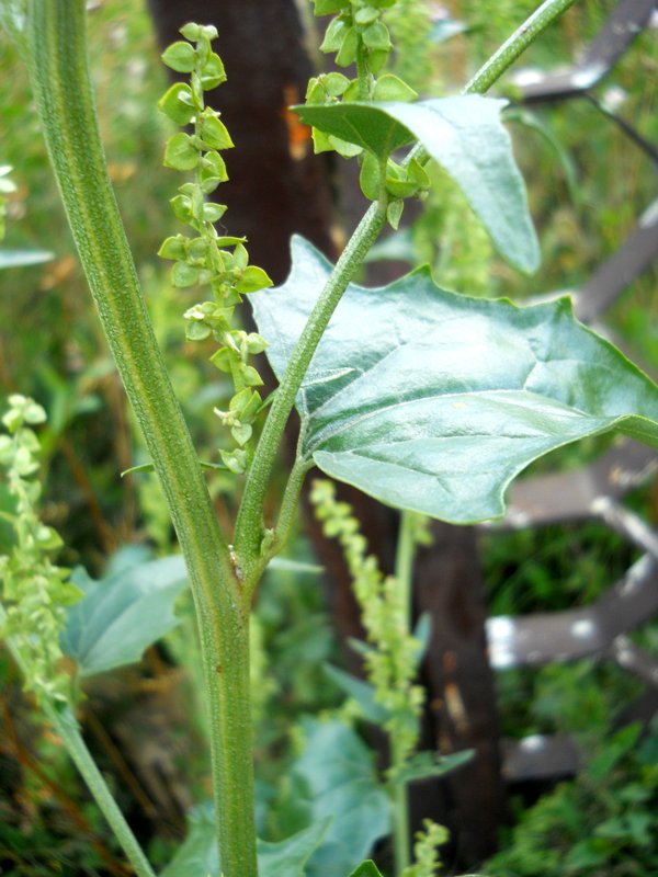 Image of Atriplex sagittata specimen.