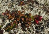 Смотреть изображение Vaccinium vitis-idaea разновидность minus