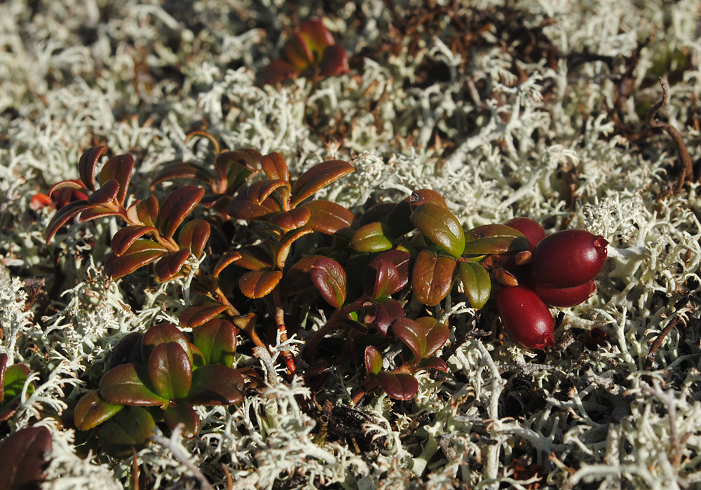 Image of Vaccinium vitis-idaea var. minus specimen.