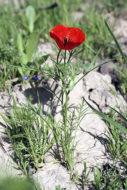 Image of Roemeria refracta specimen.