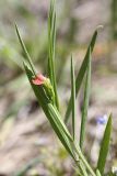 Lathyrus sphaericus. Соцветие и листья. Таджикистан, предгорья Гиссарского хр., Северные холмы. 02.05.2011.