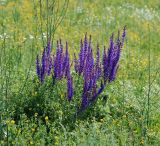 Salvia tesquicola